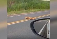 Onça é flagrada deitada no meio da pista em rodovia de Fernandópolis