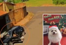 Cachorra spitz alemão escapa de casa e câmera flagra momento em que ela é furtada em Rio Preto