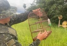 Homem é multado em R$ 12 mil por criação irregular de aves