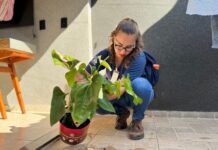 Mutirão contra a dengue chega ao Colinas neste sábado