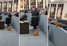 Lelo: conheça o ‘gato vereador honorário’ de Votuporanga