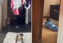 Polícia é chamada para apurar denúncia de maus-tratos contra cão e encontra na casa bebê abandonada e ferida no rosto