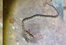 Idoso morre ao ser picado no pé por cobra jararaca em Rio Preto