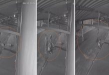 Suspeito de matar homem a facada durante briga em Guaraci se apresenta à polícia e acaba preso