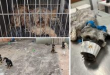 Homem é multado em R$ 36 mil por suspeita de manter 11 cães sem alimentação e em ambiente insalubre