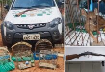 Homem é preso suspeito de manter pássaros nativos em gaiolas e filhote de veado em cativeiro