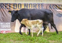 Cia Tercio Miranda bate novos recordes no mercado de touros de pulo em leilão de genética