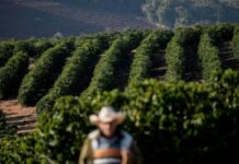Preço do café arábica atinge maior valor em 30 anos, diz Cepea