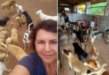 Dívidas e fome ameaçam existência do Abrigo dos Focinhos