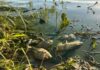 Piscicultores estimam prejuízo de R$ 1 milhão após encontrarem cerca de 30 toneladas de peixes mortos