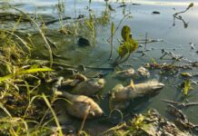 Piscicultores estimam prejuízo de R$ 1 milhão após encontrarem cerca de 30 toneladas de peixes mortos