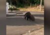 Moradora flagra tamanduá-bandeira ‘passeando’ pelas ruas de Jales