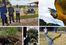 Polícia Ambiental realiza soltura de animais reabilitados