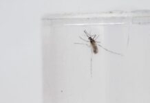 São Paulo registra 20 mortes por febre amarela; é o maior nº em 7 anos