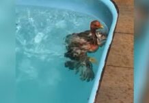 Galinha é flagrada se ‘refrescando’ do calor em piscina de chácara em Tanabi