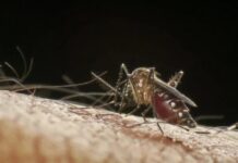 Epidemia: Votuporanga confirma 3ª morte por dengue em 2025