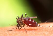 Epidemia: Votuporanga confirma 4ª morte por dengue em 2025