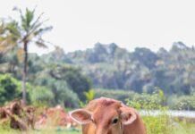 Brucelose: Prefeitura alerta para a Campanha de Vacinação contra a doença