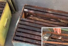 Apicultor sofre prejuízo de mais de R$ 3 mil após ter abelhas e cerca de 70 litros de mel furtados