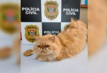 Polícia Civil recupera gata furtada em José Bonifácio