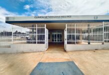 Abril Laranja: Secretaria de Bem-Estar Animal celebra mais de 500 atendimentos a cães e gatos