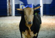 Touro mais valorizado do Brasil estreia no circuito profissional durante o Votu International Rodeo
