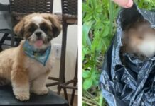 Cão some de pet shop e depois é encontrado morto, em Bady Bassitt