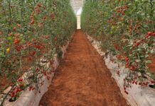 Curso de Agronomia da Unifev visita estufas agrícolas em Parisi