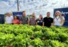 Agronomia e núcleos da Unifev destinam hortaliças para Apae Votuporanga