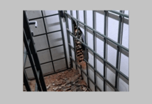 Ladrões furtam lojas de armas em Auriflama; Polícia procura suspeitos