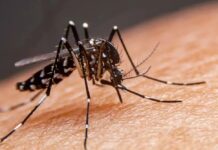 Votuporanga ultrapassa 4,5 mil casos de dengue em 2025