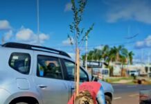 Avenida Emílio Arroyo Hernandes começa receber o plantio de árvores