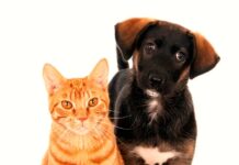 Secretaria de Bem-Estar Animal realiza Feira de Adoção e Pet Yoga na Concha Acústica