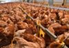 China, UE e Argentina suspendem compras de carne de frango do Brasil