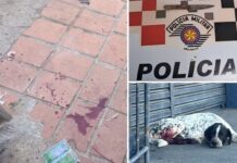Tutor de cão castrado com faca de cozinha em Buritama nega ter pedido para que casal fizesse o serviço; suspeitos foram soltos