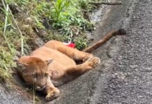 Onça-parda que foi resgatada e levada para zoo após ser atropelada na BR-153 em Rio Preto morre depois de 4 dias internada
