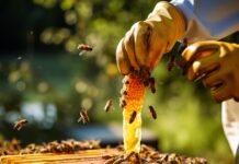 Prefeitura, Senar e Comtur oferecem curso gratuito sobre produção de própolis