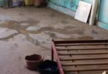 Mulher tem braço dilacerado após ser atacada por pitbull em canil clandestino de Birigui