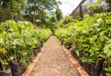 Saev Ambiental distribui mudas de ipê em comemoração ao Dia do Meio Ambiente