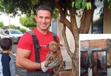 Cachorro sobrevive a incêndio que destruiu casa em Fernandópolis; dois gatos morreram