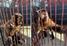 Macaco-prego é resgatado durante Operação Semana do Meio Ambiente em Jales