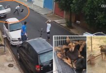Homem suspeito de arremessar cachorra no chão é multado em R$ 12 mil em Araçatuba