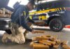 Homem é preso transportando cerca de 500 quilos de maconha em rodovia da região