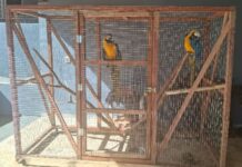 Araras mantidas ilegalmente em cativeiro são apreendidas em Santo Antônio do Aracanguá