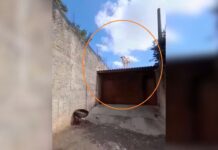Vaca é flagrada em telhado de casa em Fernandópolis