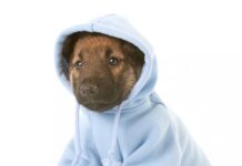 Secretaria do Bem-Estar Animal promove Campanha Agasalho Pet