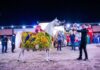 Cavalo do Haras Paiquerê vence etapa brasileira do Global Champions Arabians Tour