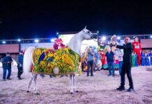 Cavalo do Haras Paiquerê vence etapa brasileira do Global Champions Arabians Tour