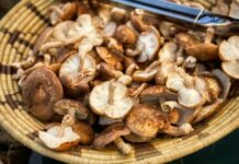 Prefeitura oferece novo curso de produção e colheita de Cogumelo Shiitake em parceria com o Senar