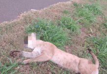 Onça-parda morre após ser atropelada na Rodovia Péricles Bellini